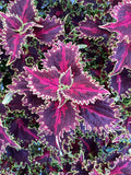 Coleus - Solar Flare