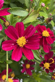 Bidens - Bee Pink Buzz