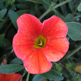 Calibrachoa - MiniFamour Neo Deep Orange