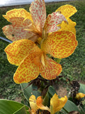 Canna - Gold Leopard