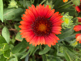 Gaillardia - SpinTop Red
