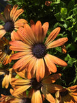 Osteospermum - Sunshine Beauty