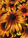 Rudbeckia - Sunbeckia Sarah