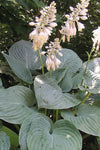 Hosta - Blue Hawaii