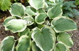 Hosta - American Halo