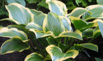 Hosta - Queen Josephine