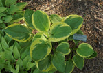 Hosta - Snow Cap