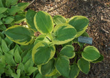 Hosta - Snow Cap