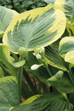 Hosta - Snow Cap