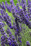 Lavender - Provence