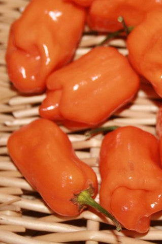 Peppers - Habanero Orange