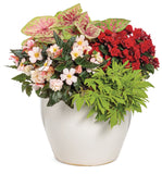 Ipomea - Sweet Caroline Medusa Green