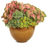 Plectranthus - Variegata