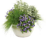 Hypoestes - Hippo White