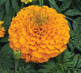 Marigold - Perfection Orange