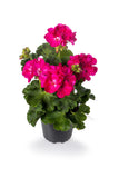 Geranium - Rocky Mountain Deep Rose