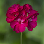 Geranium - Rocky Mountain Deep Rose