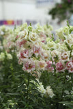 Snapdragon - Sweet Duet Appleblossom