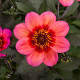 Dahlia - Dahlegria Apricot Tricolor