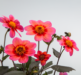 Dahlia - Dahlegria Apricot Tricolor