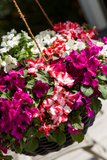 Impatiens - Imara Mix