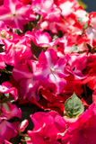 Impatiens - Imara Mix
