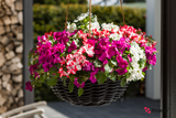 Impatiens - Imara Mix