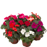Impatiens - Imara Mix