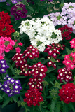 Verbena - Obsession Mix