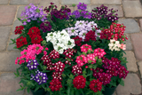 Verbena - Obsession Mix