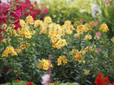 Snapdragon - Sweet Duet Citrus
