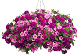 Petunia - Supertunia Vista Bubblegum