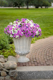 Petunia - Supertunia Hoopla Vivid Orchid