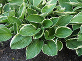 Hosta - Sunshine Glory