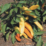 Peppers - Hungarian Yellow Wax