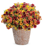 Petunia - Supertunia Honey