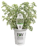 Hypoestes - Hippo White