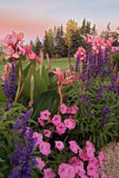 Salvia - Victoria Blue