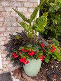 Ipomoea - Sweet Caroline Medusa Black