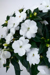 Impatiens - SunPatiens Compact Classic White