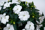 Impatiens - SunPatiens Compact Classic White