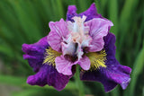 Iris Germanica - On Mulberry Street