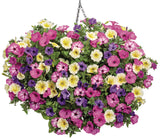 Petunia - Supertunia Mini Vista Indigo