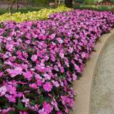 Impatiens - SunPatiens Compact Lavender Splash