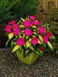 Impatiens - SunPatiens Compact Tropical Rose