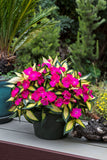 Impatiens - SunPatiens Compact Tropical Rose
