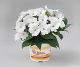 Impatiens - SunPatiens Compact Classic White