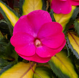Impatiens - SunPatiens Compact Tropical Rose