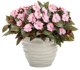 Impatiens - SunPatiens Compact Pink Candy