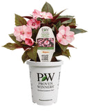 Impatiens - SunPatiens Compact Pink Candy